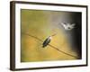 Whisper of Your Wings Hummingbirds-Jai Johnson-Framed Giclee Print