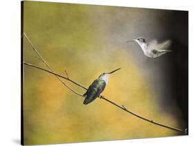 Whisper of Your Wings Hummingbirds-Jai Johnson-Stretched Canvas