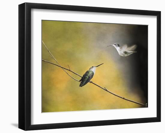Whisper of Your Wings Hummingbirds-Jai Johnson-Framed Giclee Print