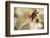 Whisper on the Wind-David Winston-Framed Giclee Print