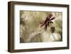 Whisper on the Wind-David Lorenz Winston-Framed Art Print