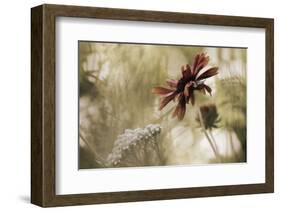 Whisper on the Wind-David Lorenz Winston-Framed Art Print