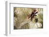 Whisper on the Wind-David Lorenz Winston-Framed Art Print