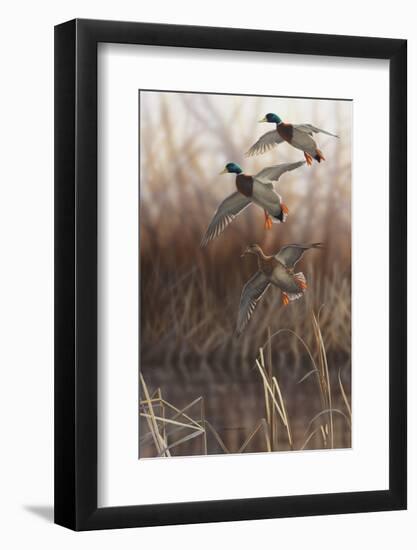 Whisper Wind and Wing - Mallards-Richard Clifton-Framed Art Print