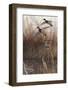 Whisper Wind and Wing - Mallards-Richard Clifton-Framed Art Print