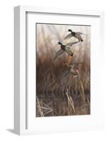 Whisper Wind and Wing - Mallards-Richard Clifton-Framed Art Print