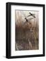 Whisper Wind and Wing - Mallards-Richard Clifton-Framed Giclee Print