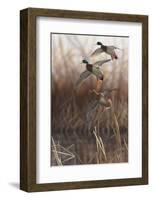 Whisper Wind and Wing - Mallards-Richard Clifton-Framed Giclee Print