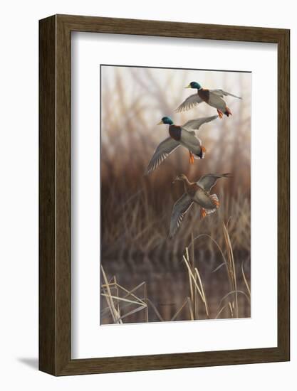 Whisper Wind and Wing - Mallards-Richard Clifton-Framed Giclee Print