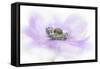 Whisper-Jacky Parker-Framed Stretched Canvas