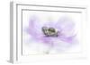 Whisper-Jacky Parker-Framed Giclee Print