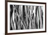 Whispering Reeds-Tony Koukos-Framed Giclee Print