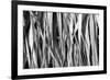 Whispering Reeds-Tony Koukos-Framed Giclee Print