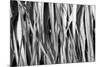 Whispering Reeds-Tony Koukos-Mounted Giclee Print