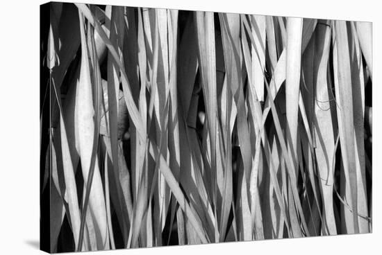 Whispering Reeds-Tony Koukos-Stretched Canvas