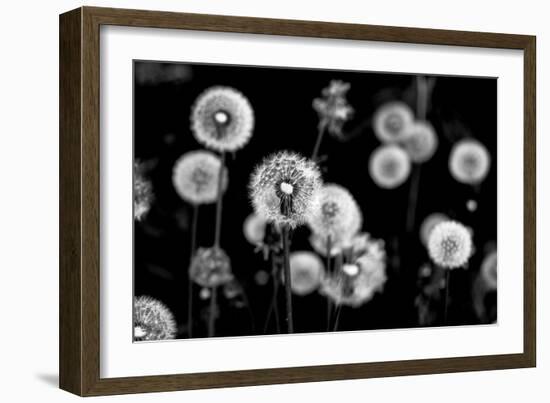 Whispers of Spring-Henriette Lund Mackey-Framed Photographic Print