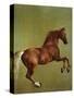 Whistlejacket, 1762-George Stubbs-Stretched Canvas