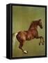 Whistlejacket, 1762-George Stubbs-Framed Stretched Canvas