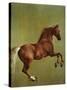 Whistlejacket, 1762-George Stubbs-Stretched Canvas