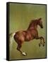 Whistlejacket, 1762-George Stubbs-Framed Stretched Canvas