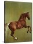 Whistlejacket, 1762-George Stubbs-Stretched Canvas