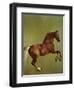 Whistlejacket, 1762-George Stubbs-Framed Premium Giclee Print