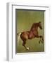 Whistlejacket, 1762-George Stubbs-Framed Premium Giclee Print