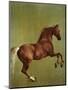 Whistlejacket, 1762-George Stubbs-Mounted Premium Giclee Print