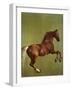 Whistlejacket, 1762-George Stubbs-Framed Premium Giclee Print