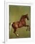 Whistlejacket, 1762-George Stubbs-Framed Giclee Print