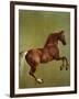 Whistlejacket, 1762-George Stubbs-Framed Giclee Print