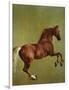 Whistlejacket, 1762-George Stubbs-Framed Giclee Print