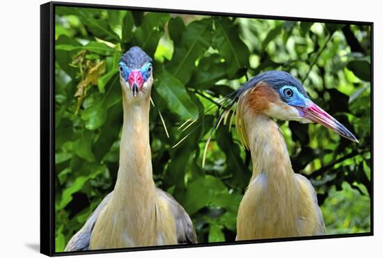 Whistling heron, southern subspecies, native to Bolivia-Daniel Heuclin-Framed Stretched Canvas