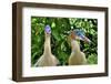 Whistling heron, southern subspecies, native to Bolivia-Daniel Heuclin-Framed Photographic Print