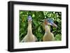 Whistling heron, southern subspecies, native to Bolivia-Daniel Heuclin-Framed Photographic Print