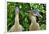 Whistling heron, southern subspecies, native to Bolivia-Daniel Heuclin-Framed Photographic Print