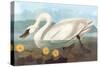 Whistling Swan-John James Audubon-Stretched Canvas