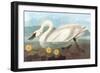 Whistling Swan-John James Audubon-Framed Art Print