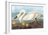 Whistling Swan-John James Audubon-Framed Art Print