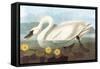 Whistling Swan-John James Audubon-Framed Stretched Canvas