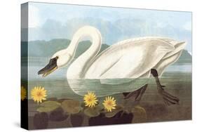 Whistling Swan-John James Audubon-Stretched Canvas