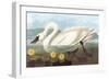 Whistling Swan-John James Audubon-Framed Art Print