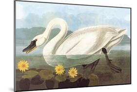 Whistling Swan-John James Audubon-Mounted Art Print