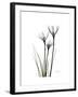 Whit Rain Lily Portrait-Albert Koetsier-Framed Premium Giclee Print