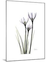 Whit Rain Lily Portrait-Albert Koetsier-Mounted Premium Giclee Print