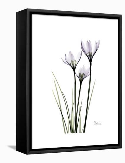 Whit Rain Lily Portrait-Albert Koetsier-Framed Stretched Canvas