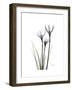 Whit Rain Lily Portrait-Albert Koetsier-Framed Premium Giclee Print