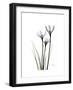 Whit Rain Lily Portrait-Albert Koetsier-Framed Premium Giclee Print