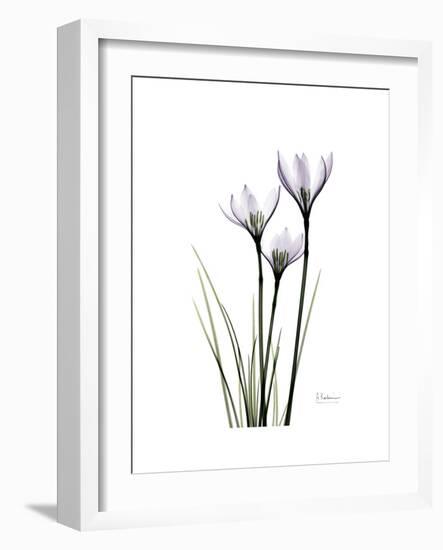 Whit Rain Lily Portrait-Albert Koetsier-Framed Premium Giclee Print