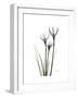 Whit Rain Lily Portrait-Albert Koetsier-Framed Premium Giclee Print